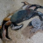 Beachside & Underwater Decorative Concrete Mural On A Concrete Sidewalk